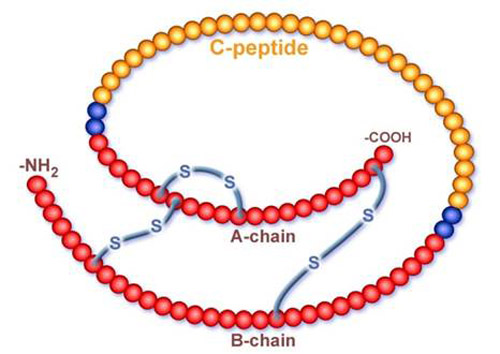 Other---C-Peptide.jpg